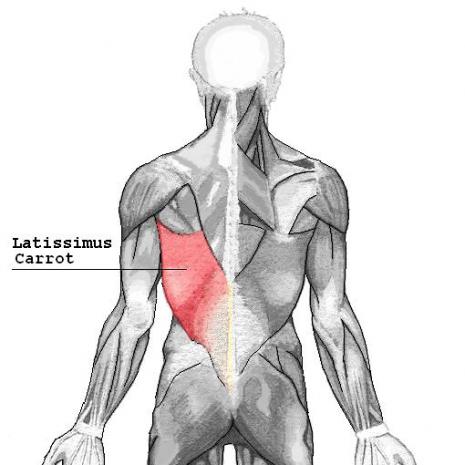 Latissimus Carrot (Courtesy of <a href="http://commons.wikimedia.org/wiki/File:Latissimus_dorsi.png">Wikimedia</a>.)